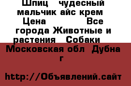 Шпиц - чудесный мальчик айс-крем › Цена ­ 20 000 - Все города Животные и растения » Собаки   . Московская обл.,Дубна г.